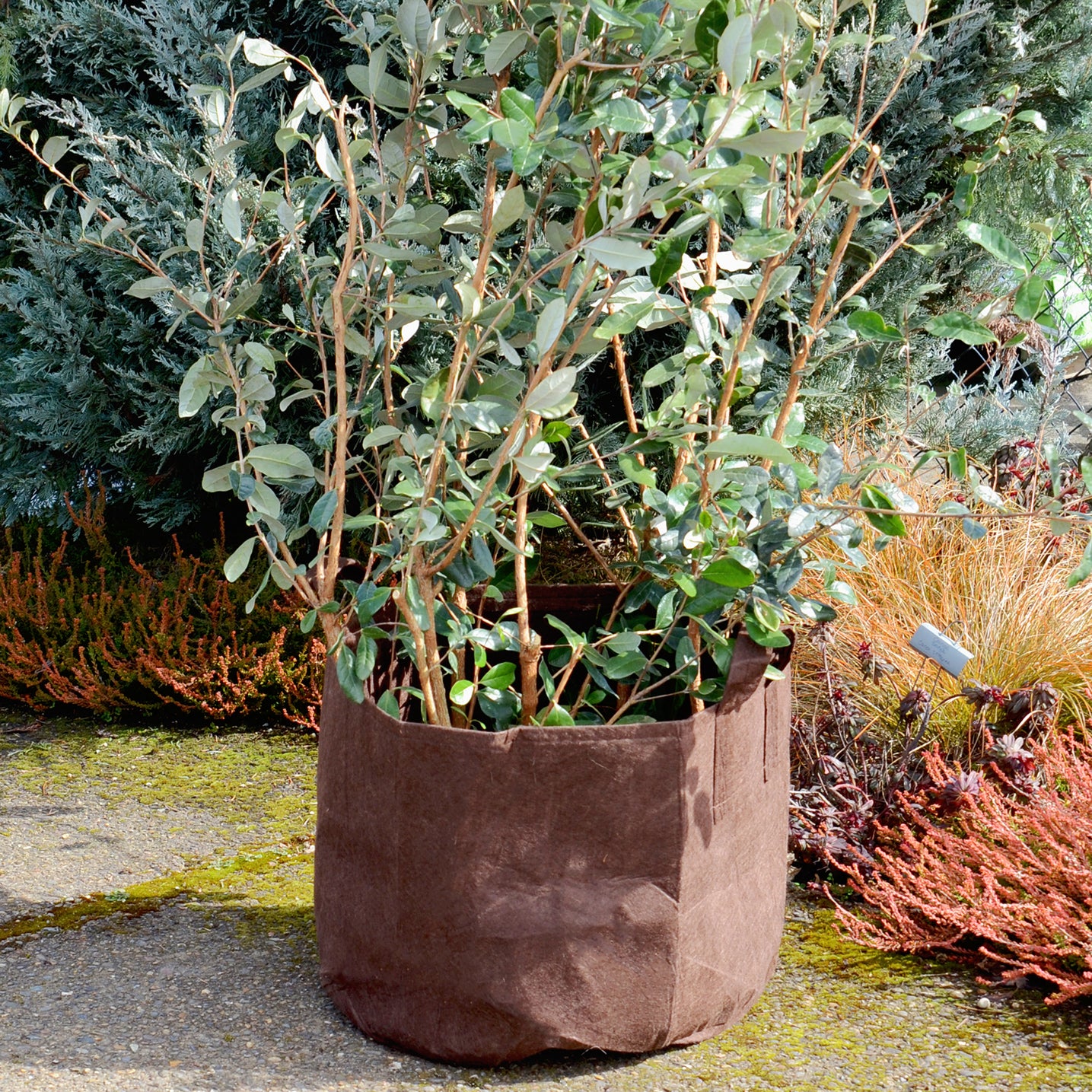 20 Gallon Root Pouch With Handles
