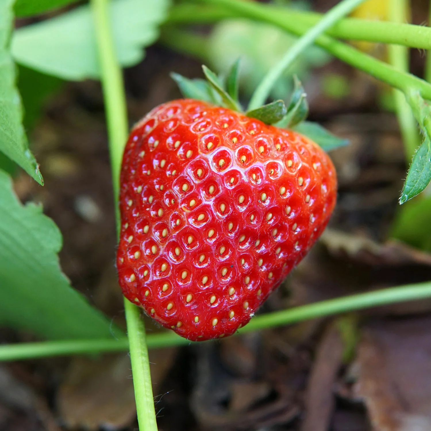 Albion Strawberry Bare Root