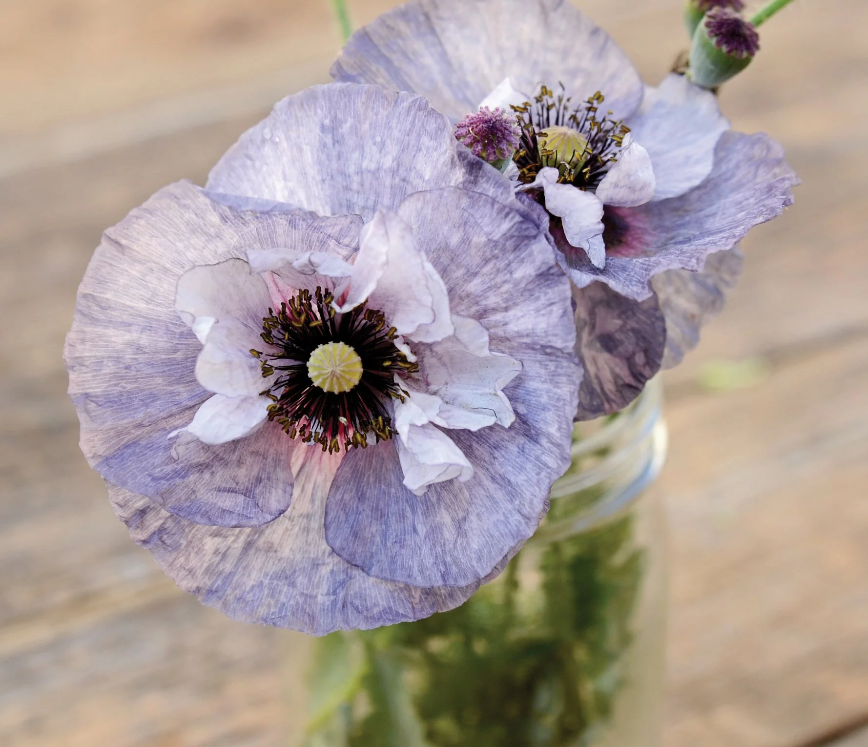 Amazing Grey Poppy