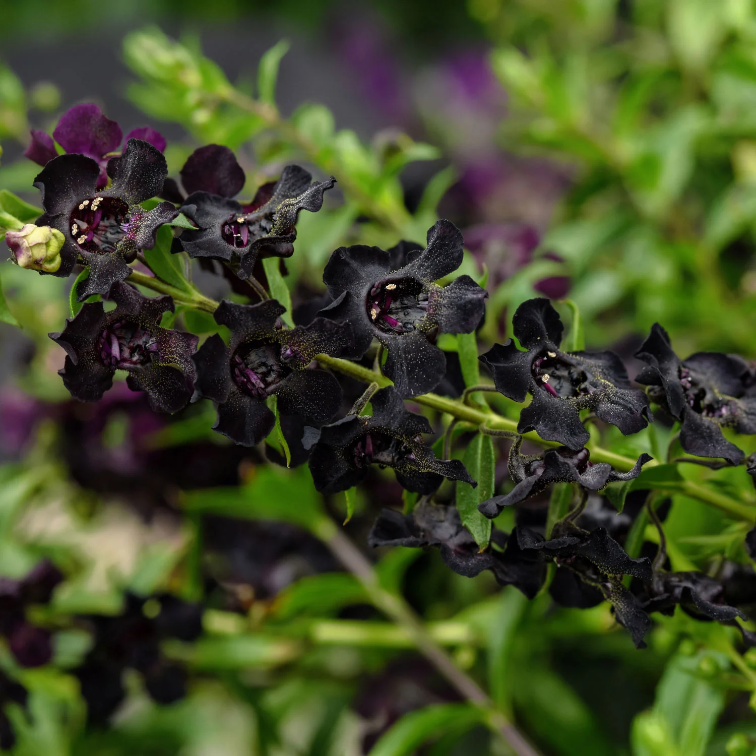 Angelflare™ Black Angelonia