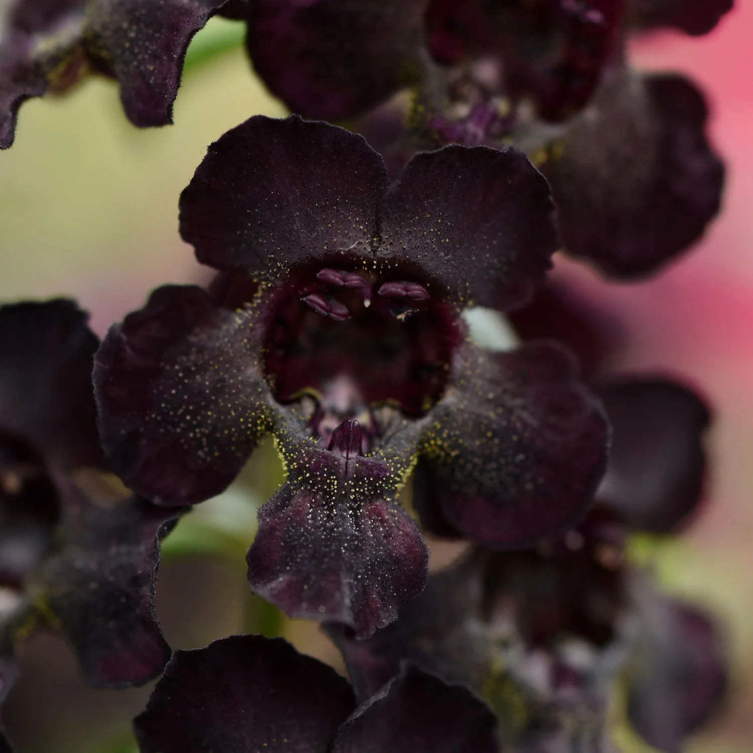 Angelflare™ Black Angelonia - Image 2