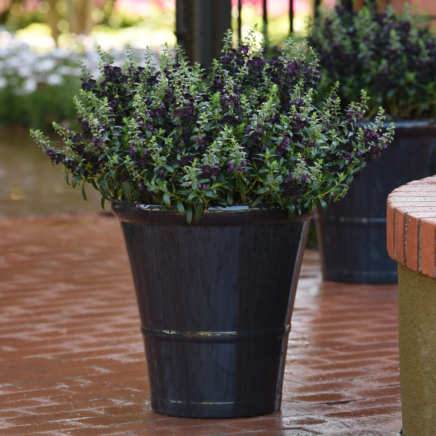 Angelflare™ Black Angelonia - Image 3
