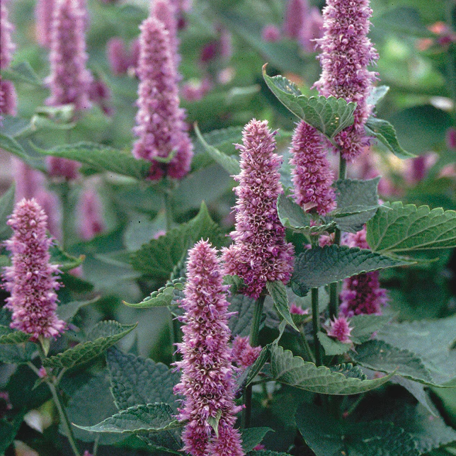 Blue Anise Hyssop