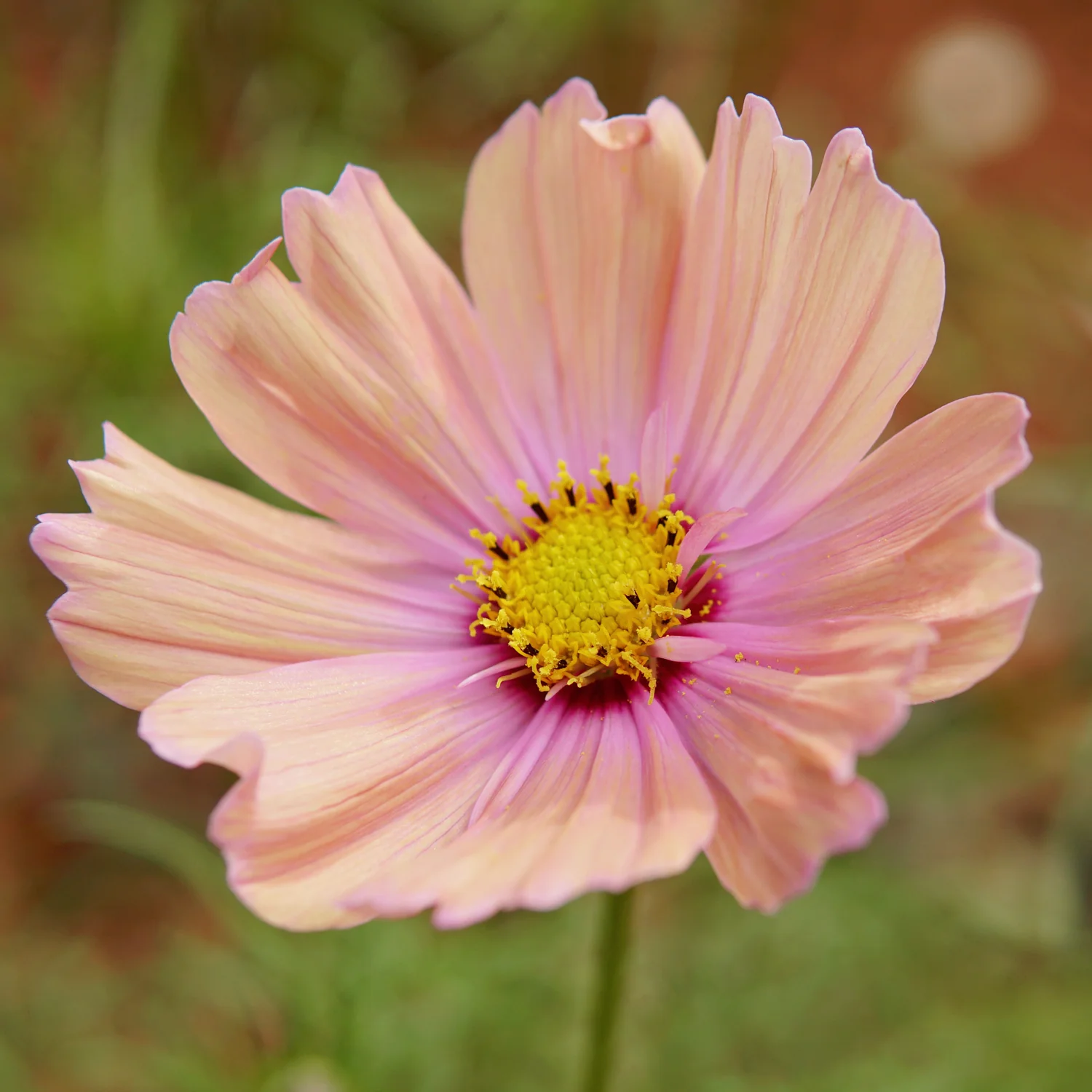 Apricotta Cosmos