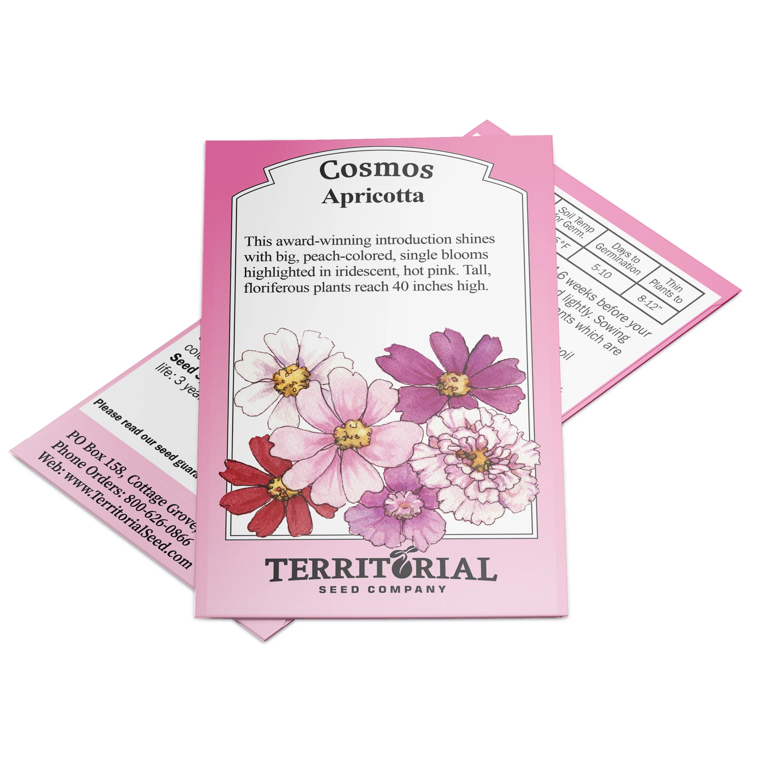 Apricotta Cosmos - Image 4