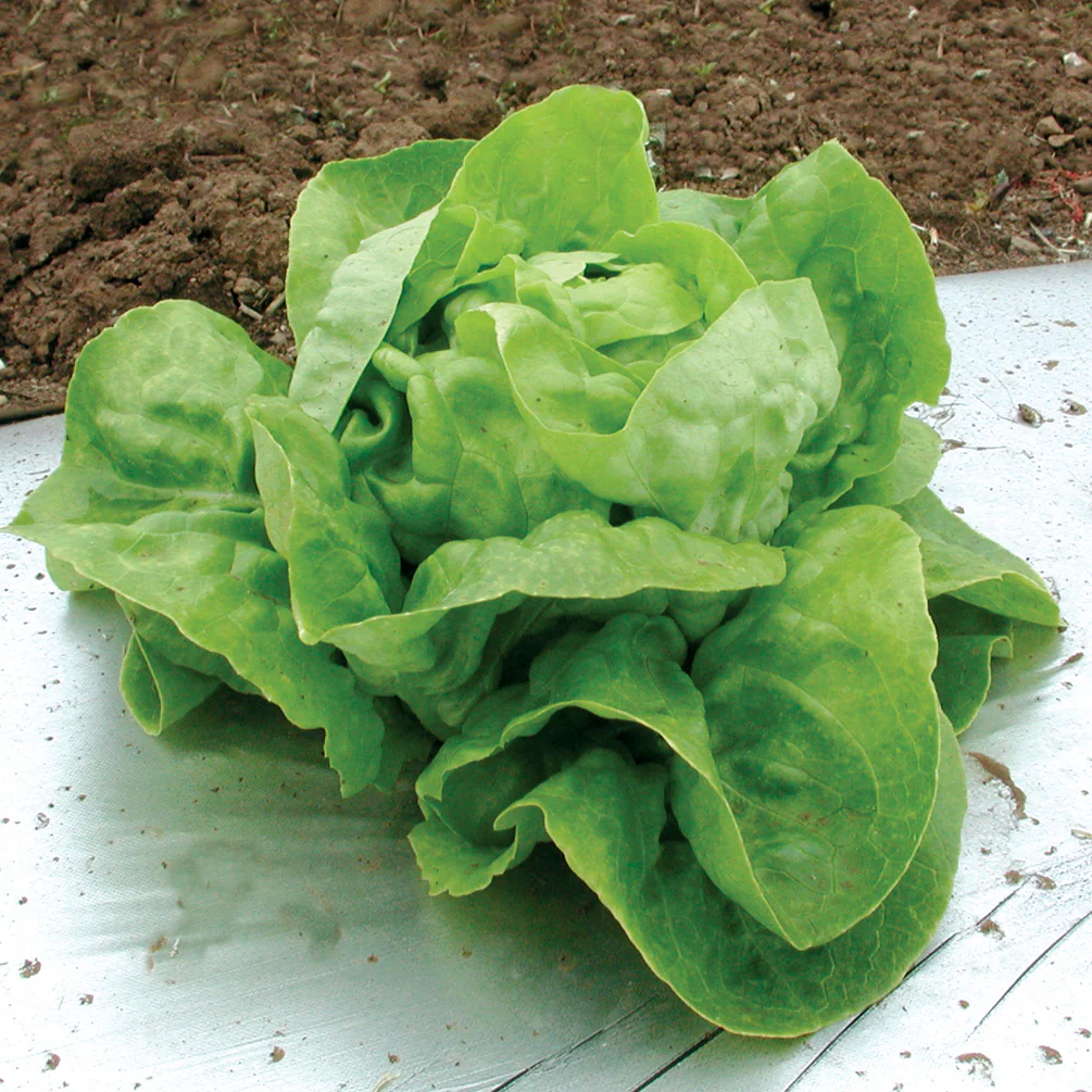 Arctic King Lettuce