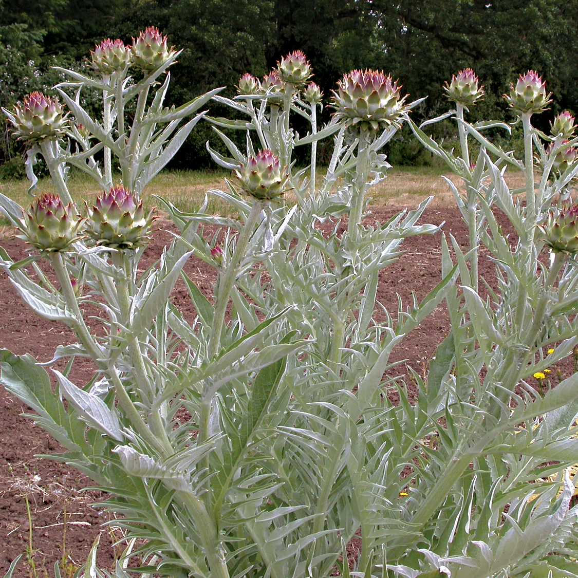 Cardoon Artichoke - Image 6