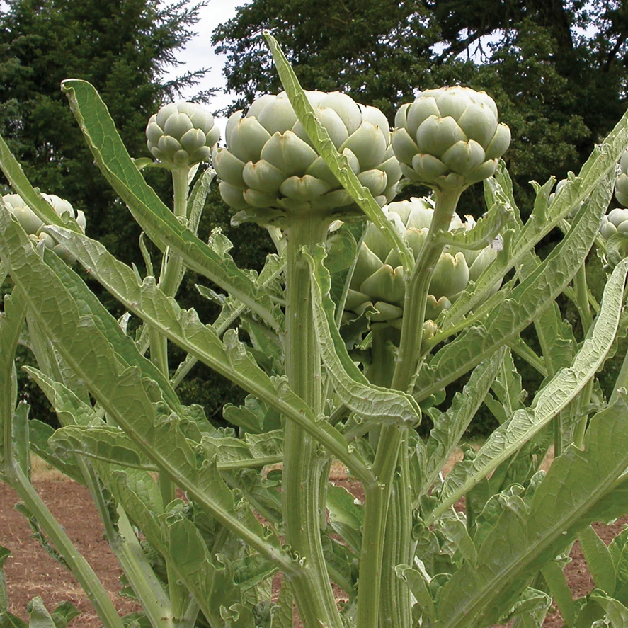 Green Globe Artichoke - Image 5