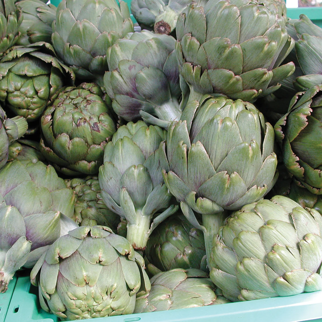 Green Globe Artichoke - Image 6