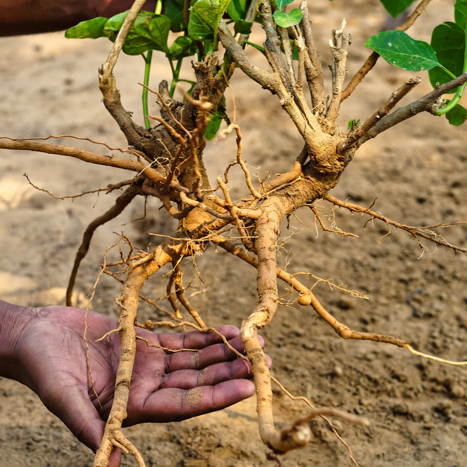 Ashwagandha Plant - Image 3