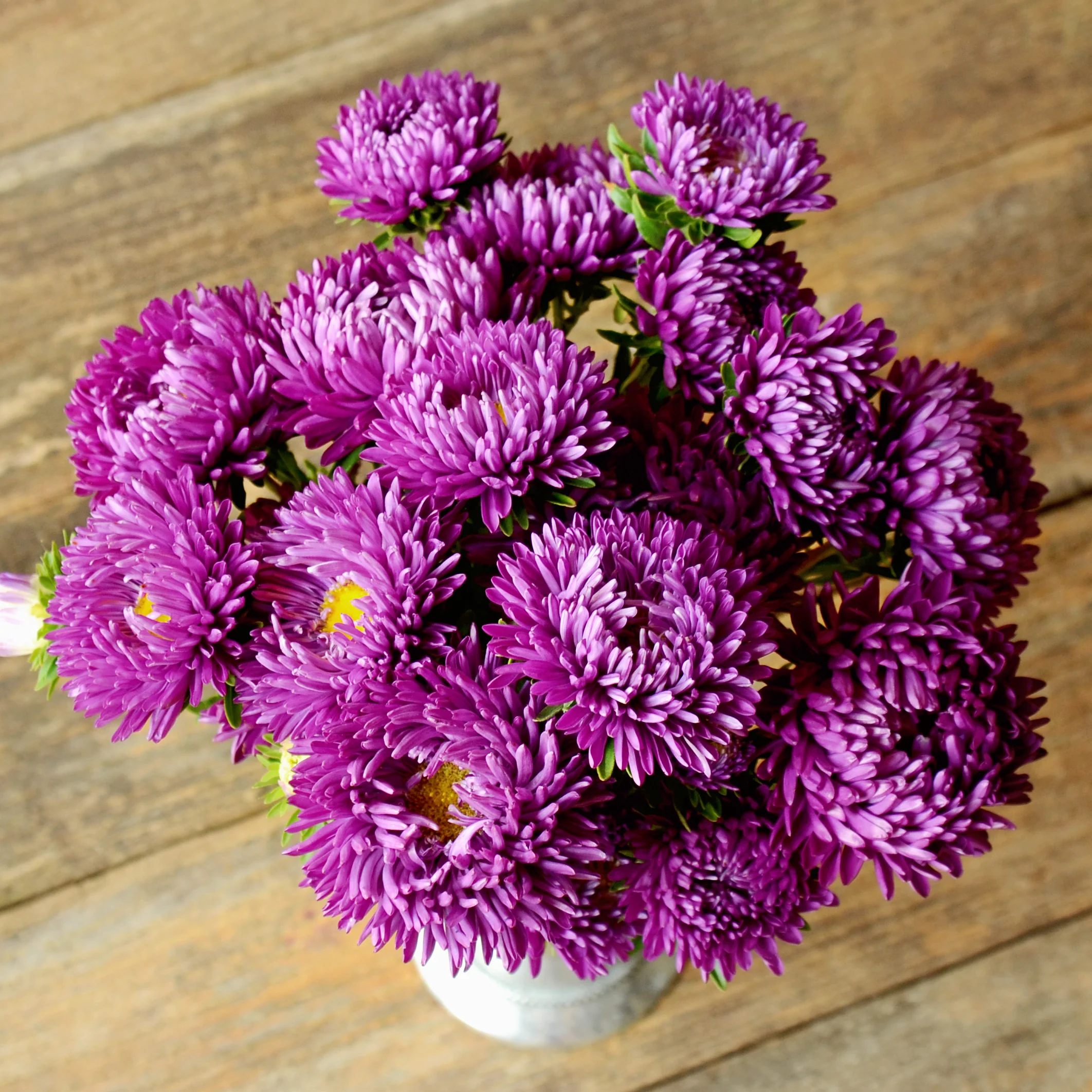 Tower Series Violet Aster