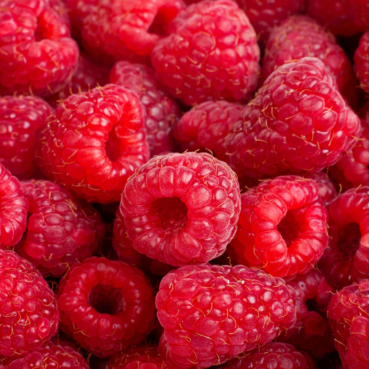 Bababerry Raspberry Plant - Image 2