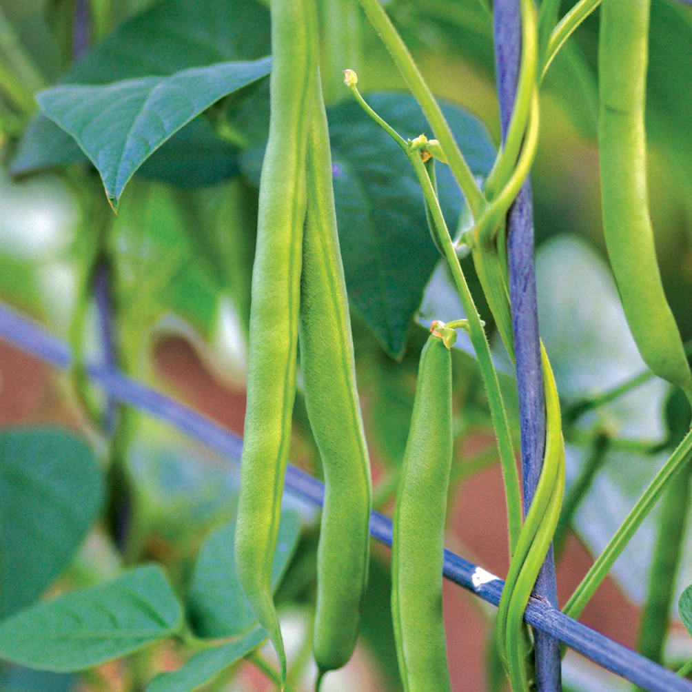 Kentucky Blue Bean - Image 3