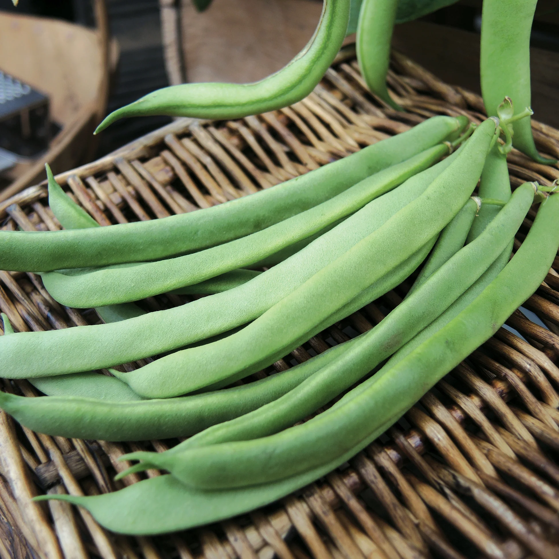 Kentucky Wonder Bean