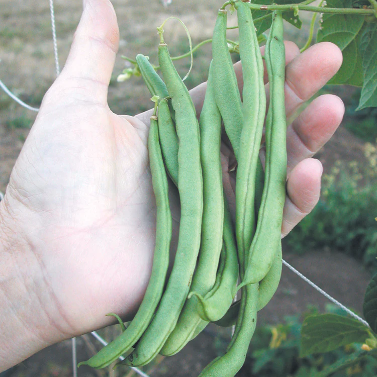 Kentucky Wonder Bean - Image 2