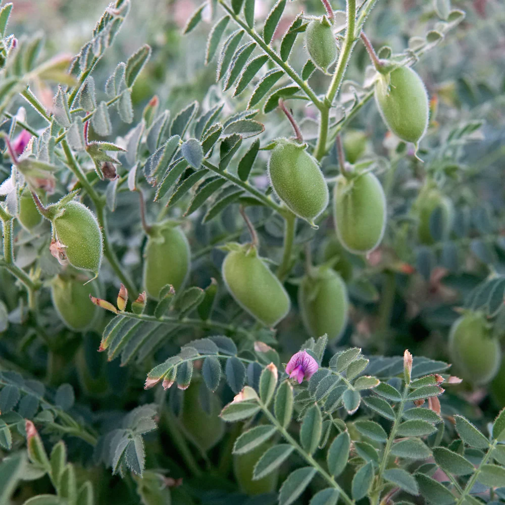 Myles Garbanzo Bean - Image 2