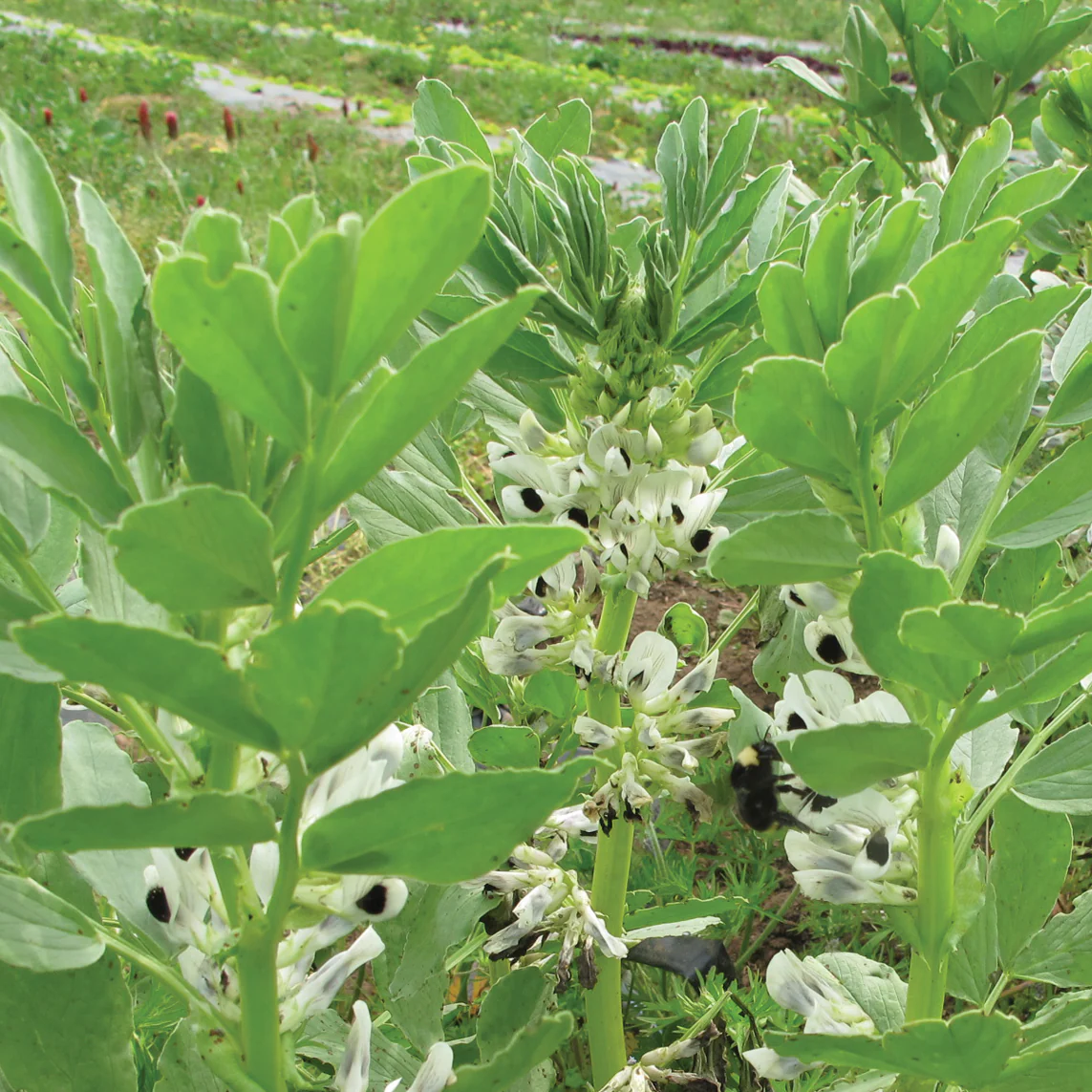 Small Fava Cover Crop - Image 2