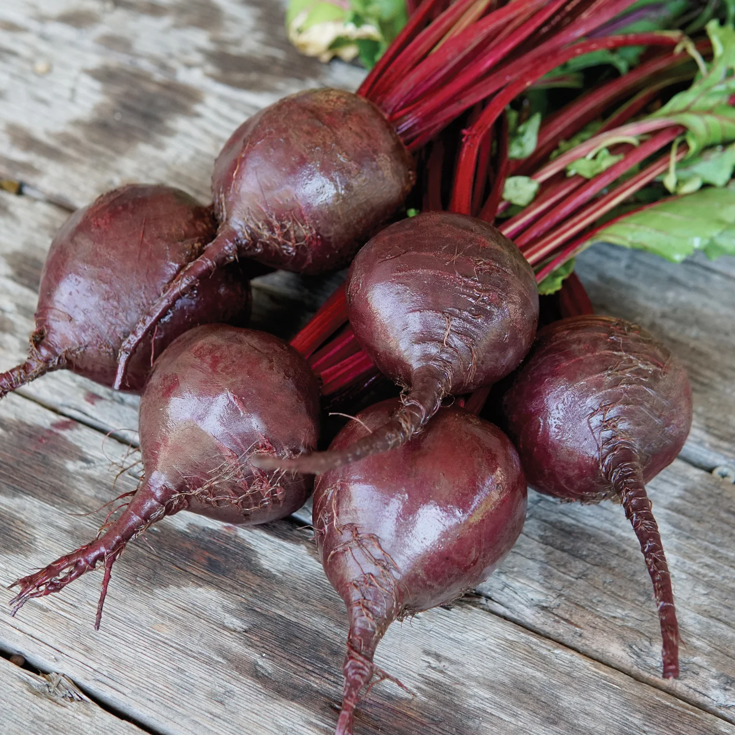 Bohan Beet