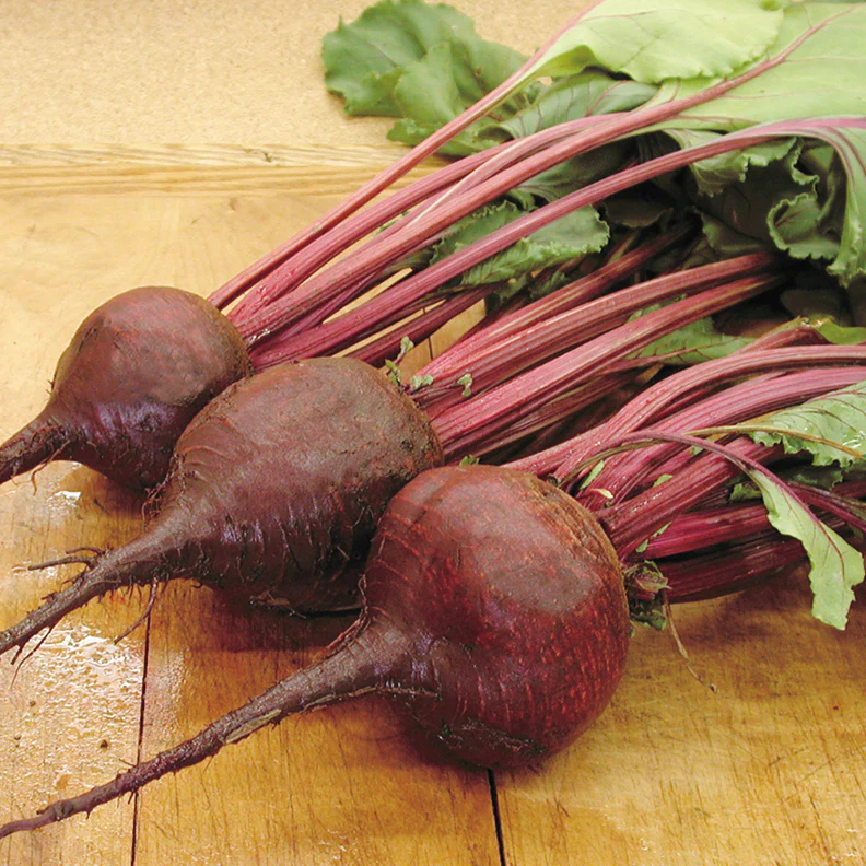 Lutz Green Leaf Beet - Image 2