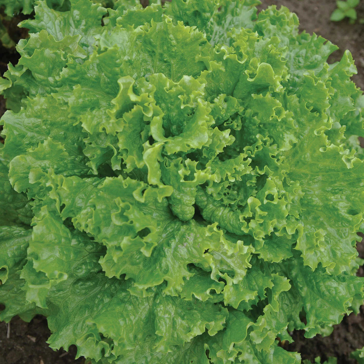 Bergam's Green Lettuce - Image 2