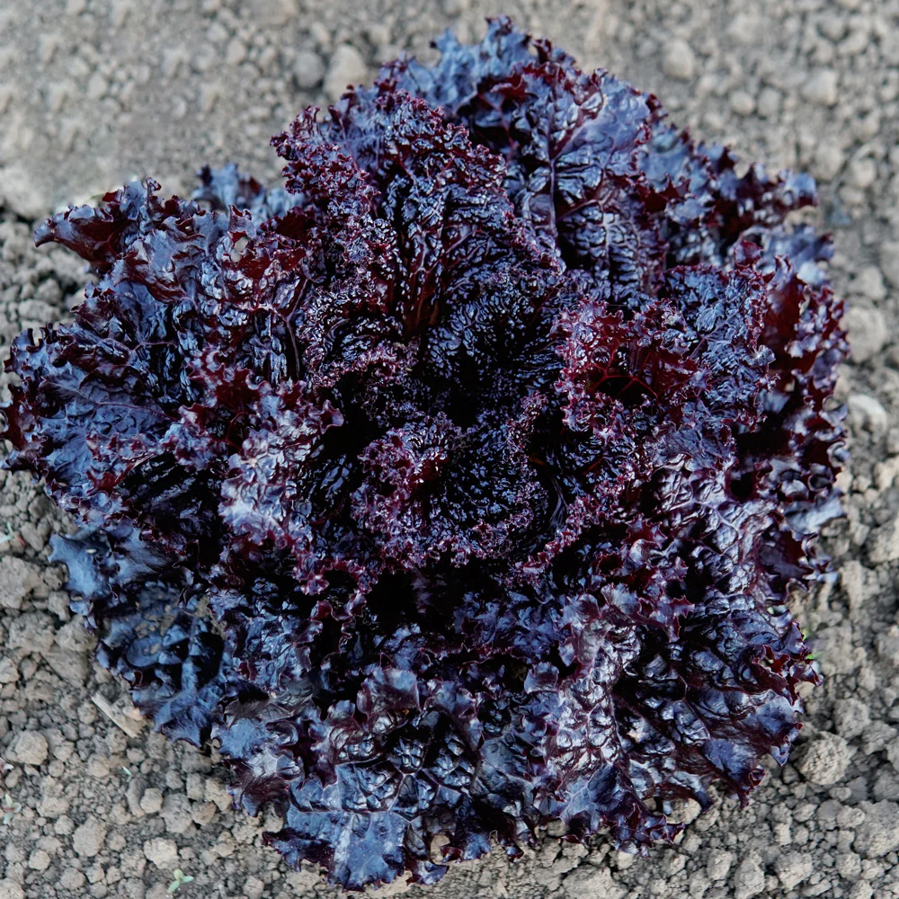 Black Hawk Lettuce