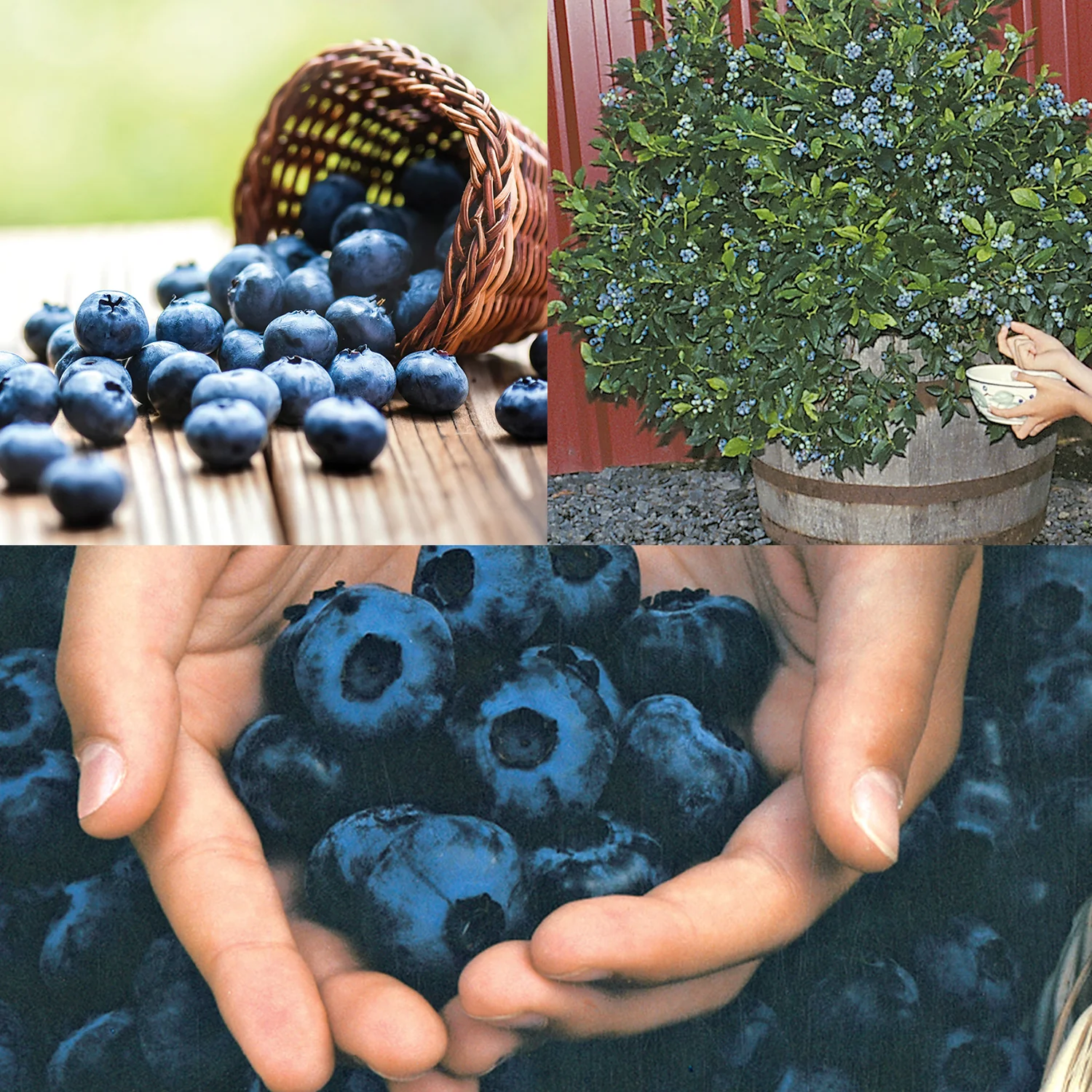 Blueberry Plant Bundle