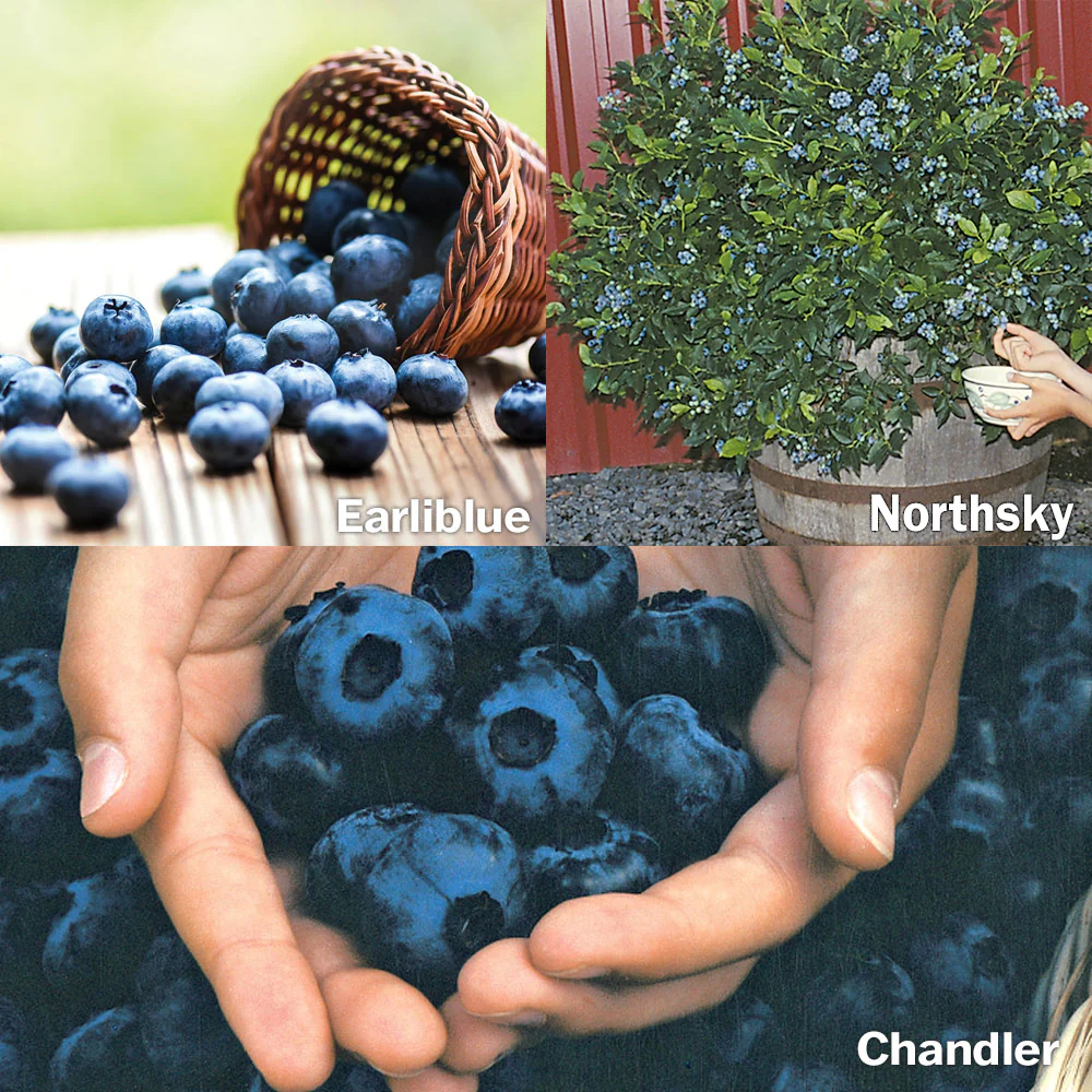 Blueberry Plant Bundle - Image 3