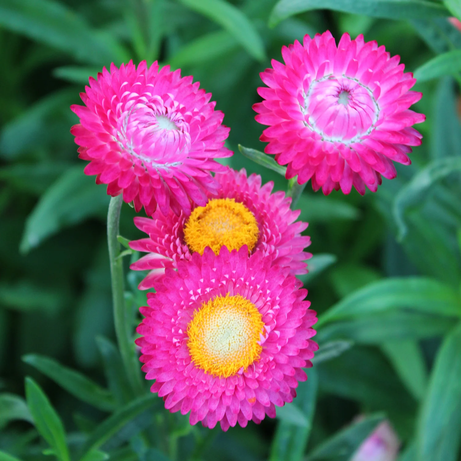 Bright Rose Strawflower