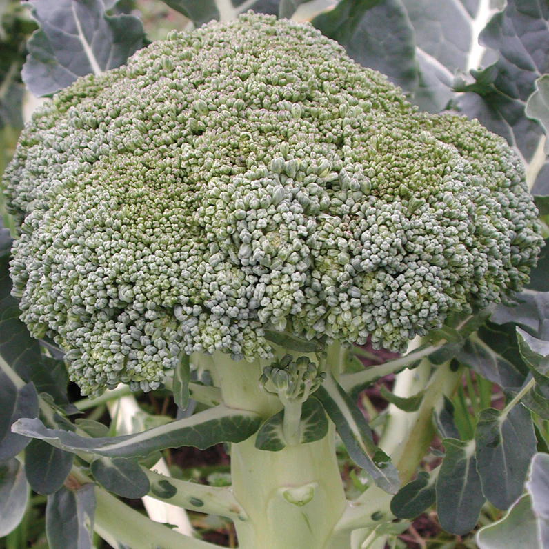 Fiesta Broccoli - Image 2