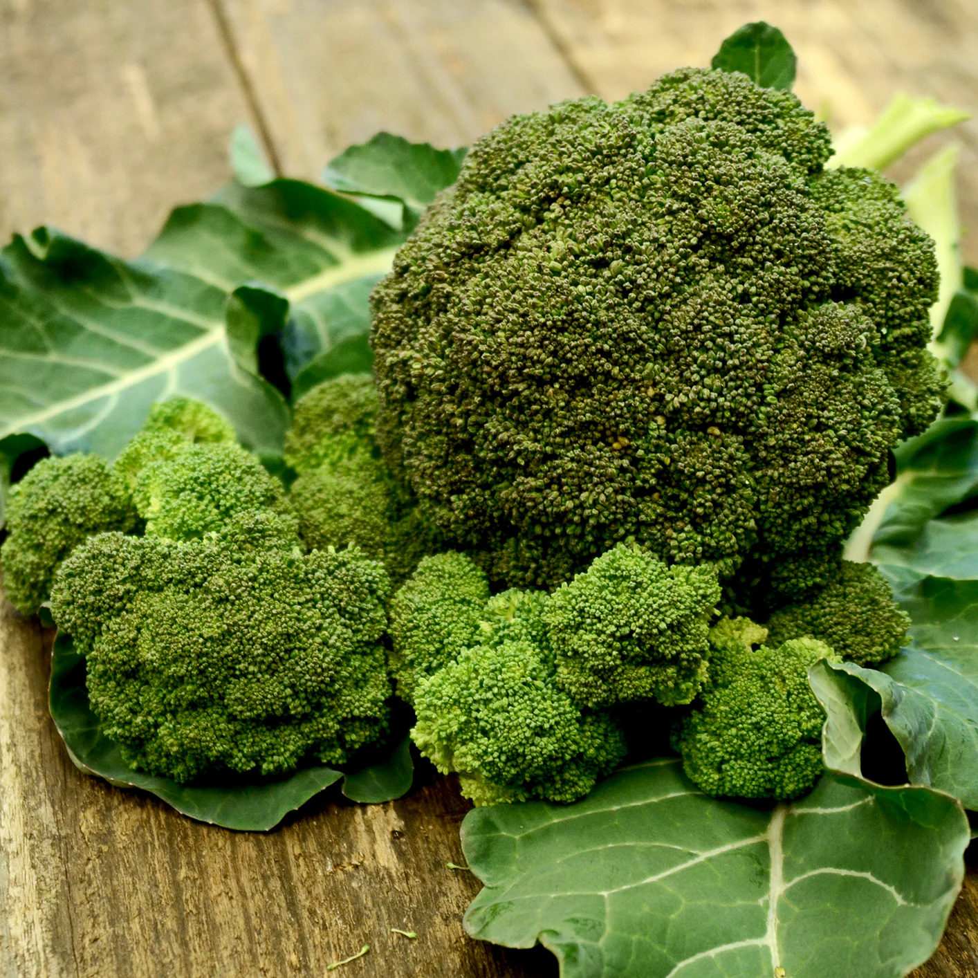 Sequoia Broccoli