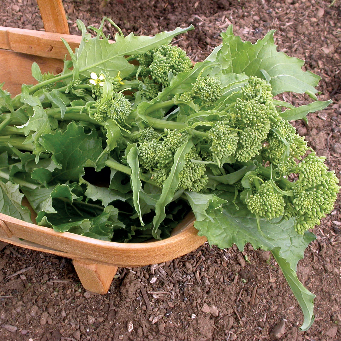 Sorrento Raab Broccoli