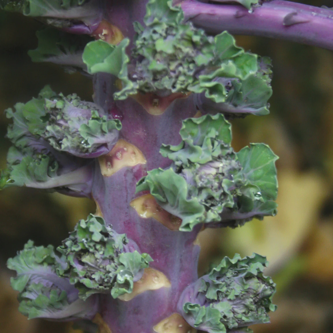Autumn Star Kalettes®