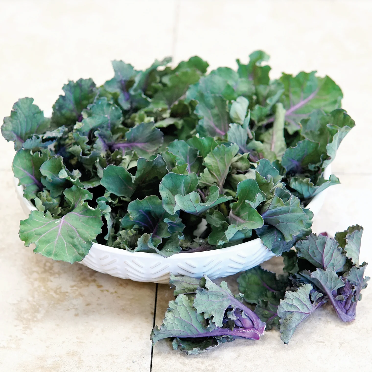 Autumn Star Kalettes® - Image 2