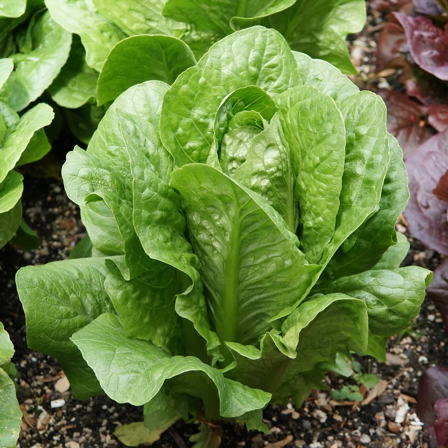 Bullet Lettuce - Image 2