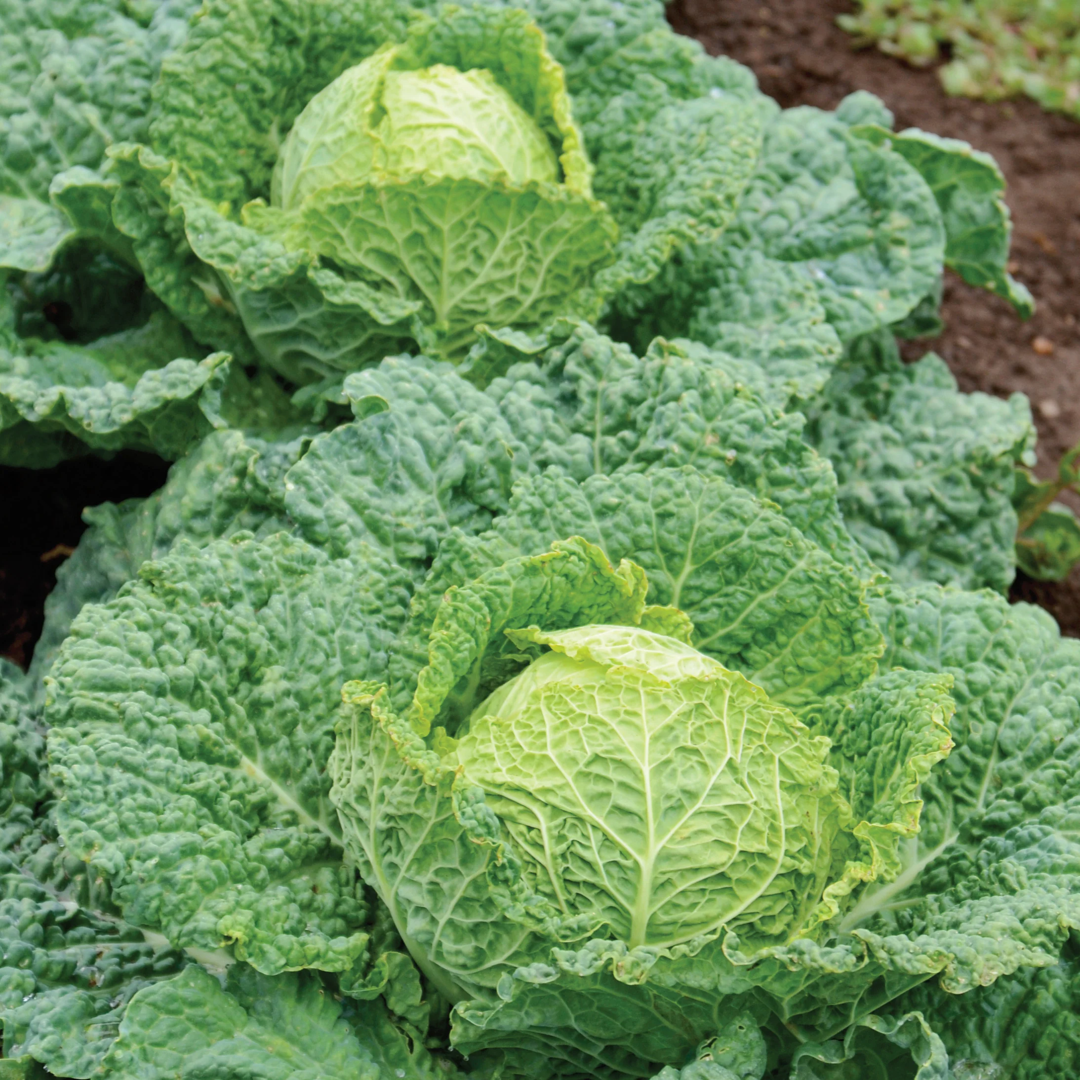 Alcosa Cabbage
