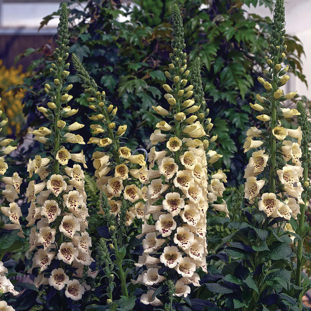 Camelot Cream Digitalis