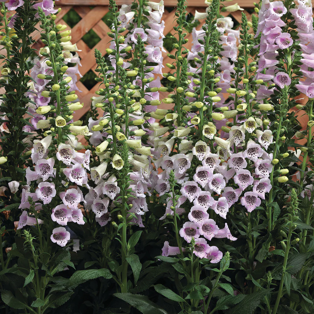 Camelot Lavender Digitalis