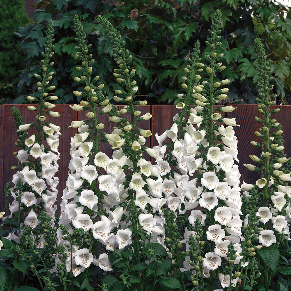 Camelot White Digitalis