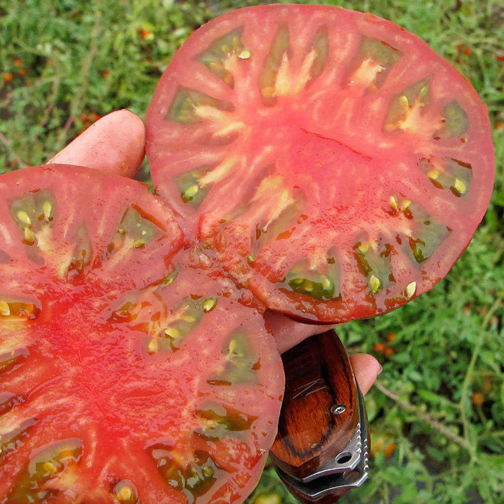 Cappuccino Tomato - Image 3
