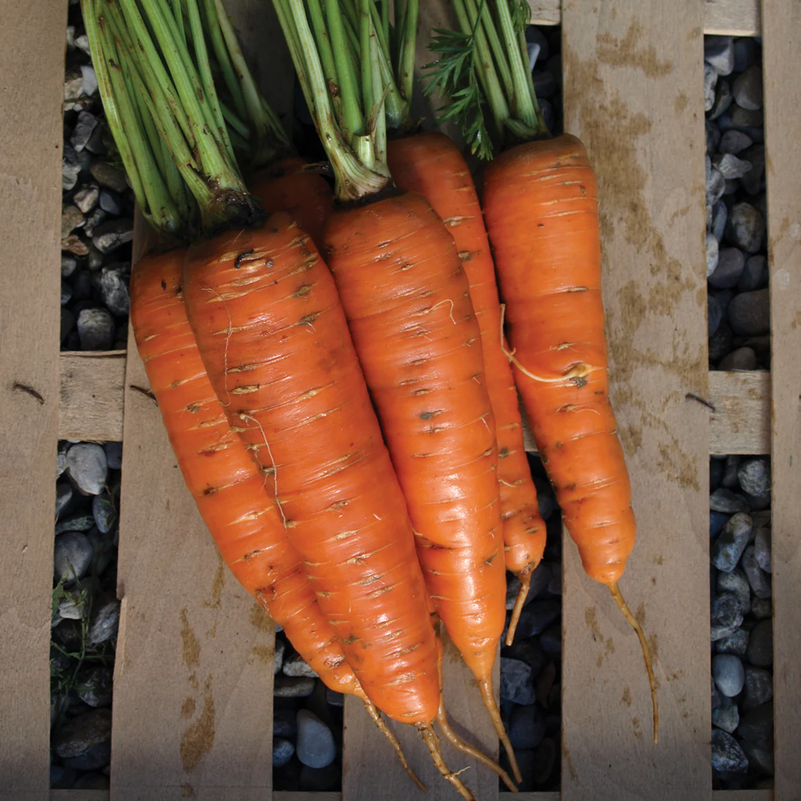 Giants Of Colmar Carrot - Image 2