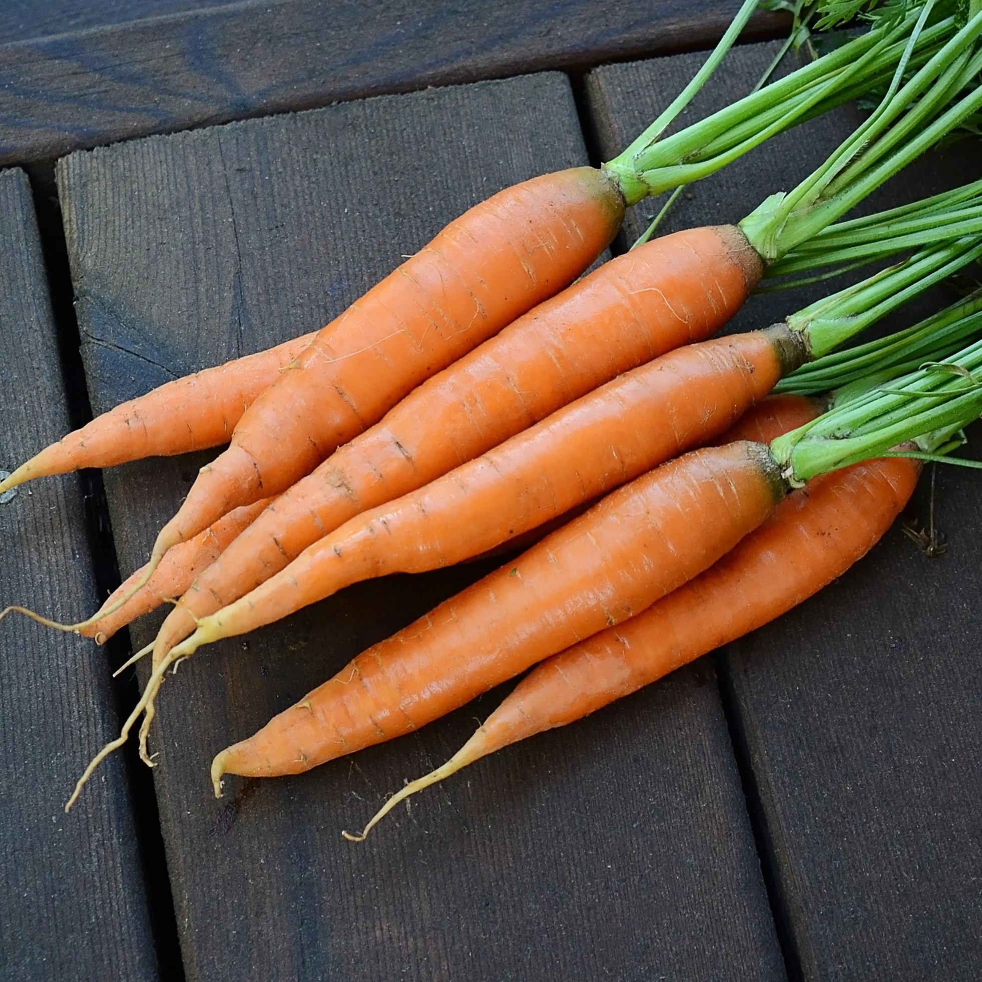 Romance Carrot