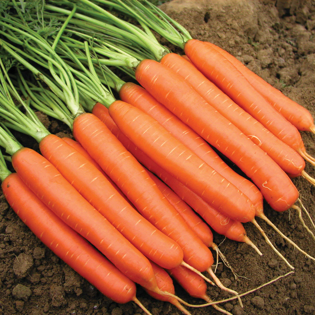 Romance Carrot - Image 2