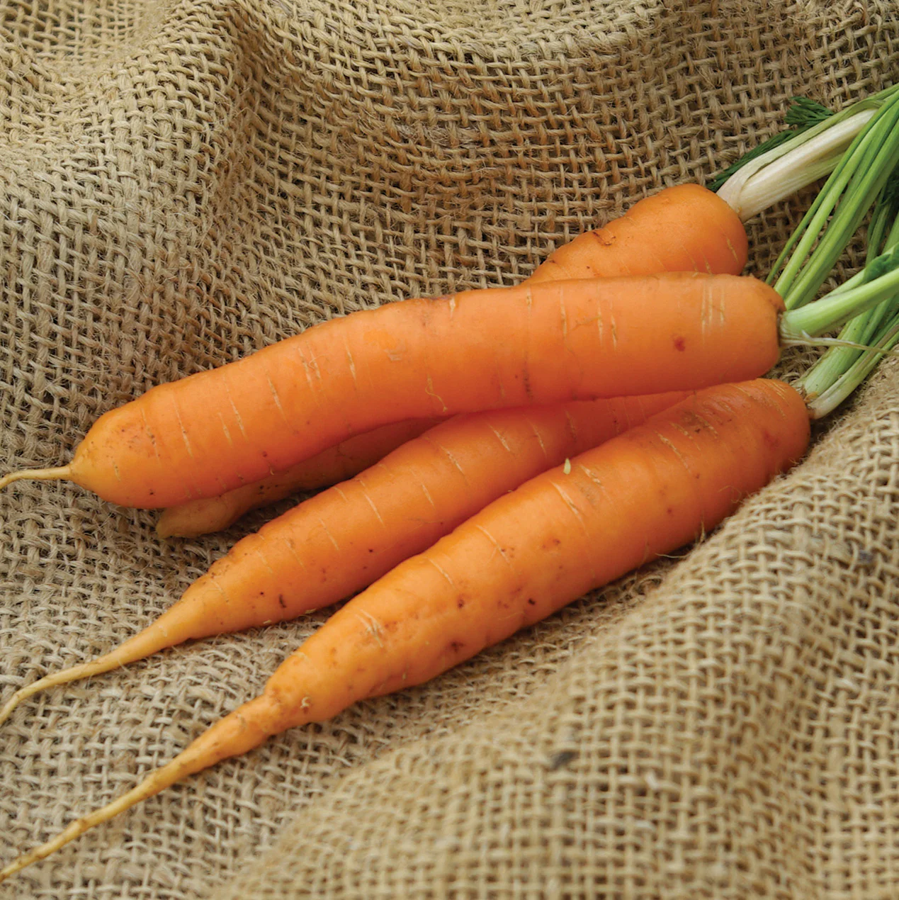 Yaya Carrot - Image 2