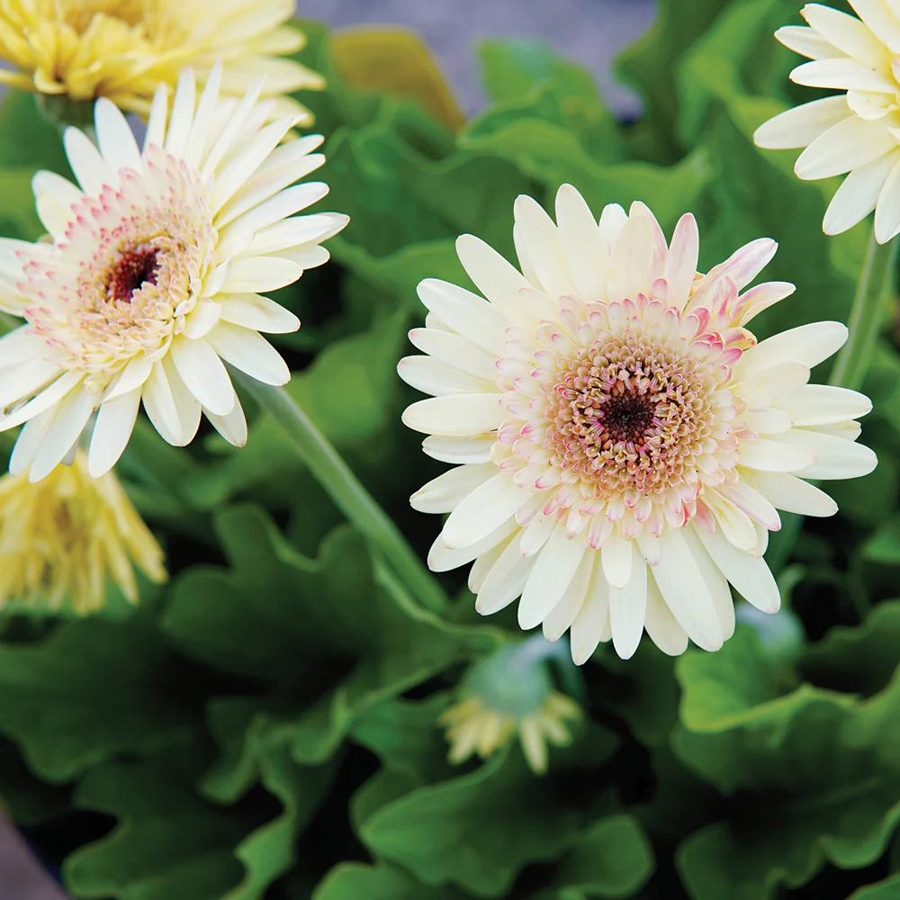 Cartwheel® Strawberry Twist Gerbera
