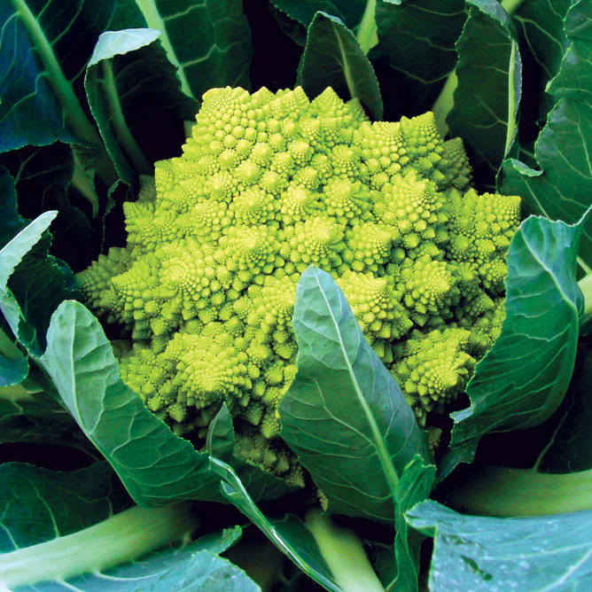 Veronica Cauliflower - Image 2