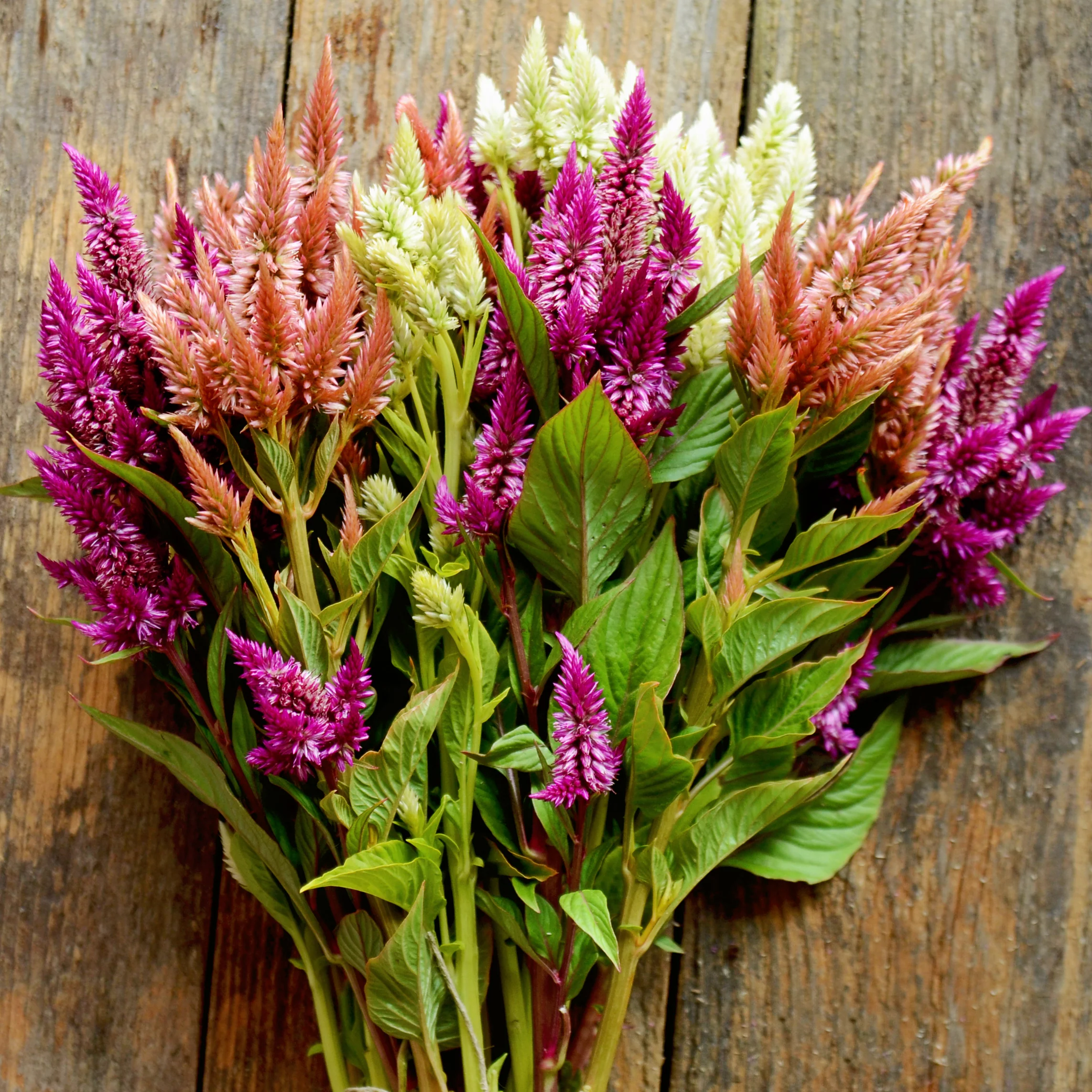 Celway Terracotta Celosia - Image 2