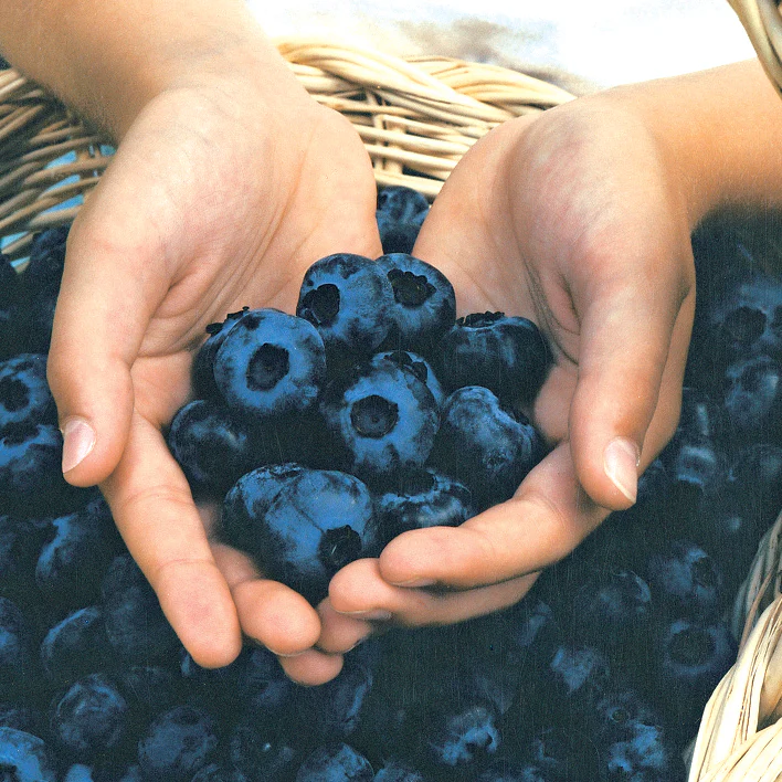 Chandler Blueberry Plant