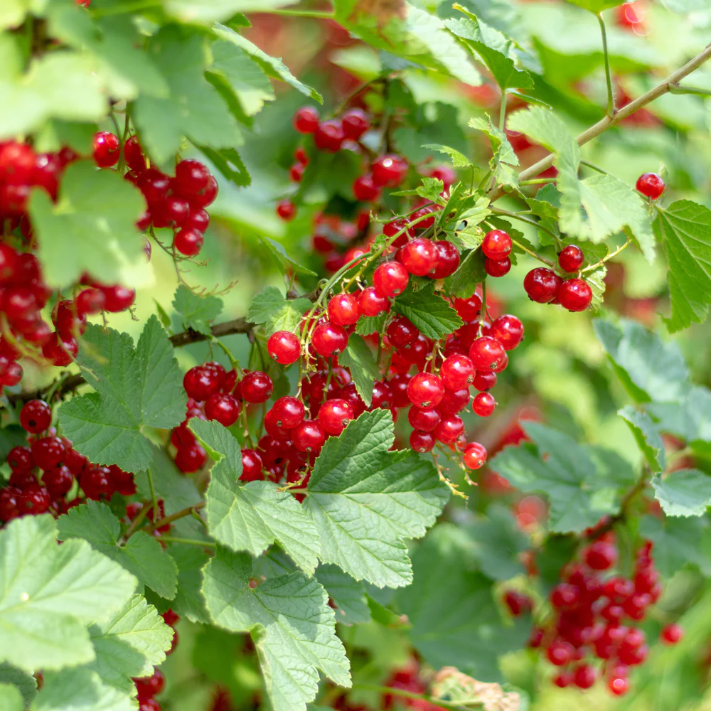 Cherry Red Currant Plant