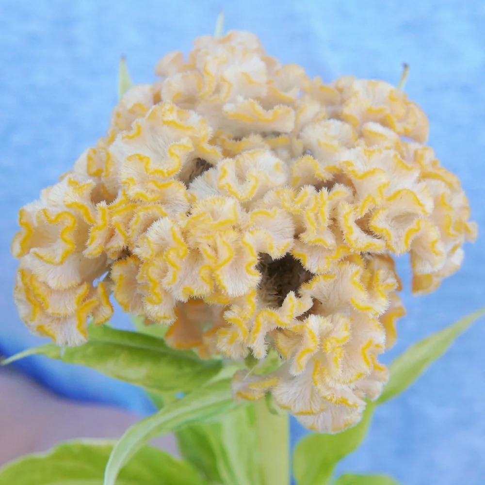Chief Gold Celosia - Image 2