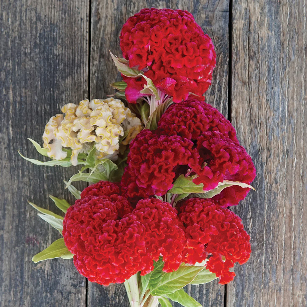 Chief Gold Celosia - Image 3